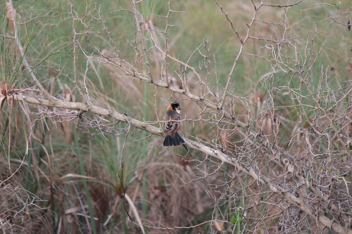 Rusty-collared Seedeater - ML164614411