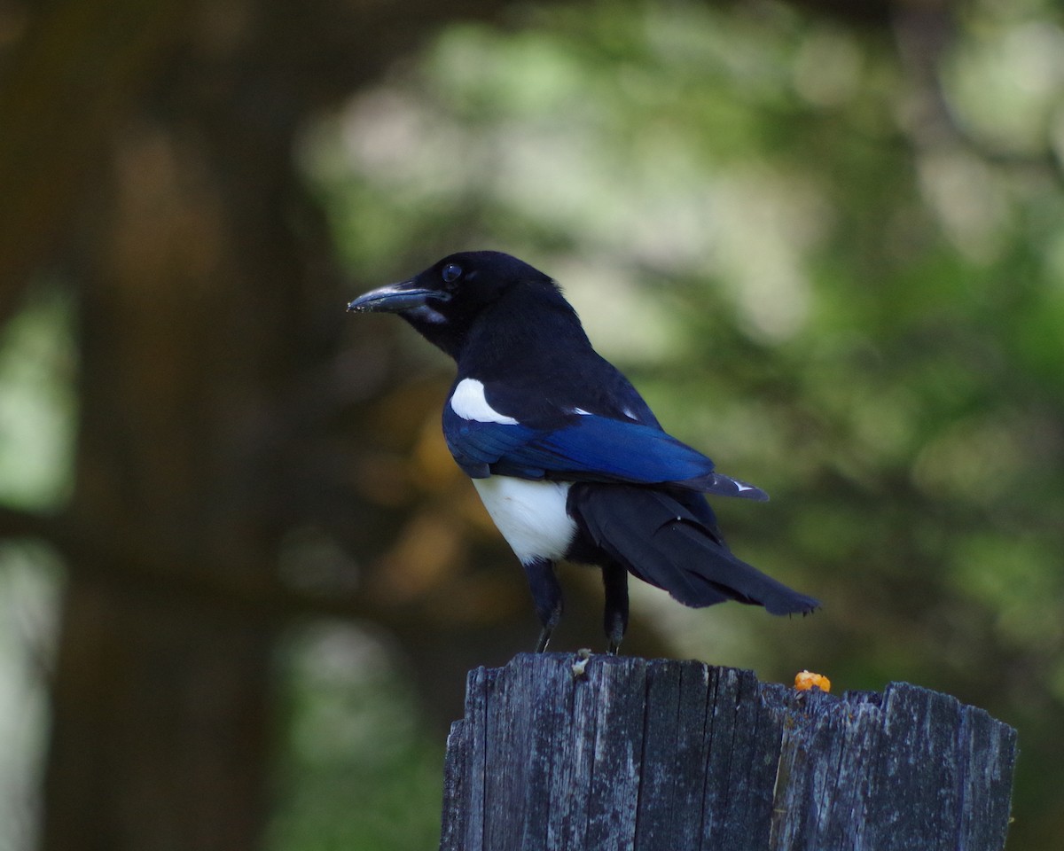 Black-billed Magpie - ML164614521