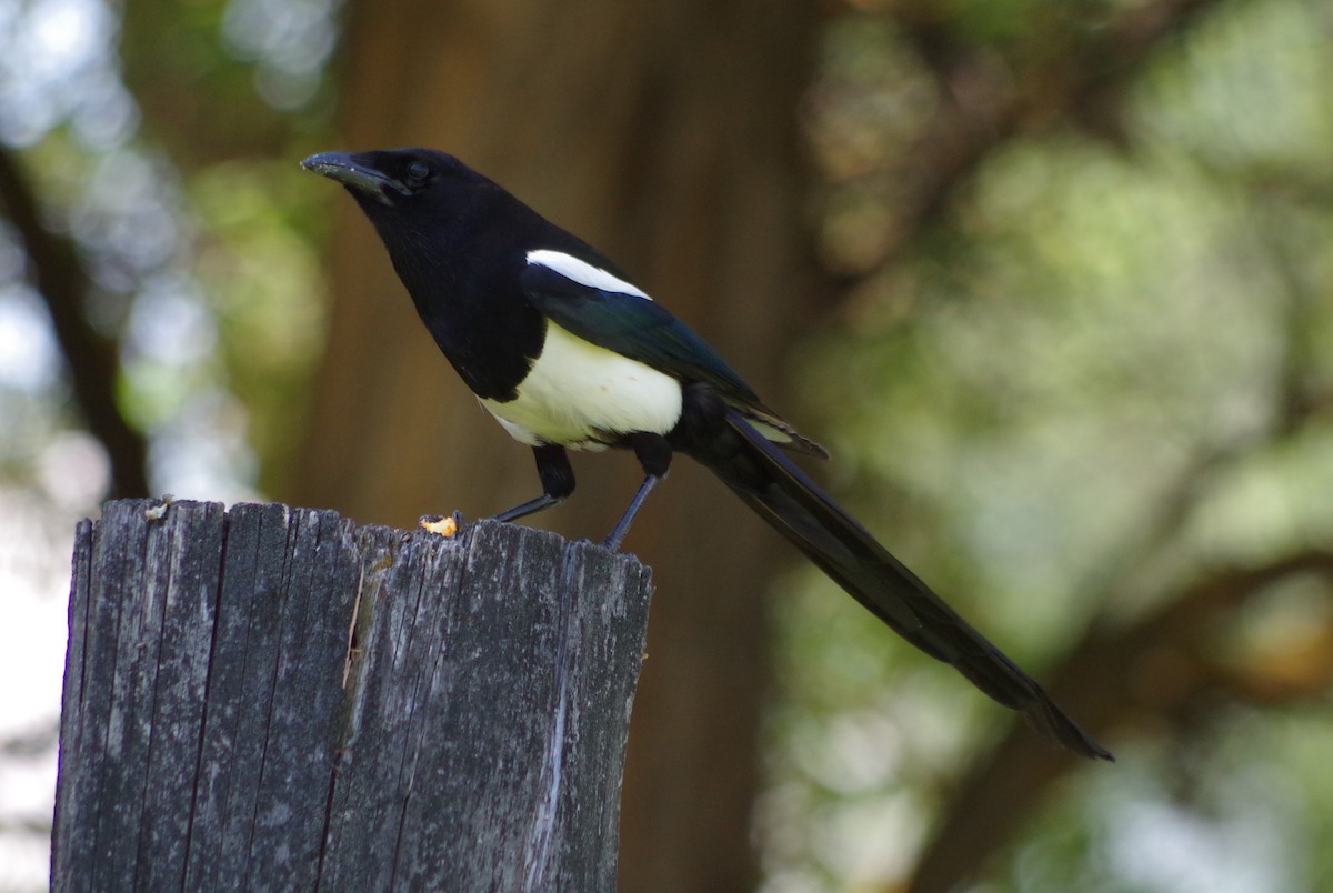 Black-billed Magpie - Simon Kiacz