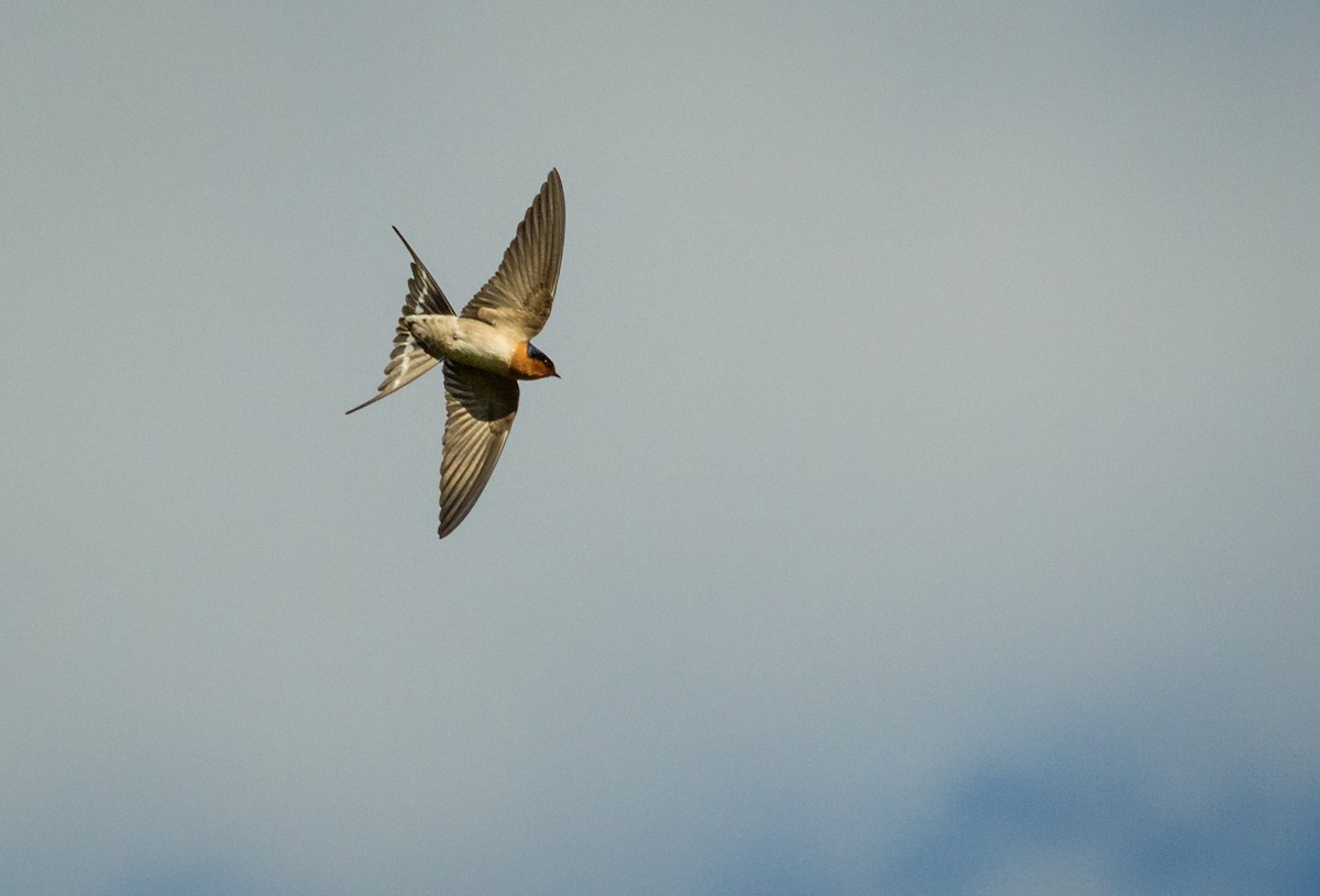 Golondrina Australiana - ML164617861