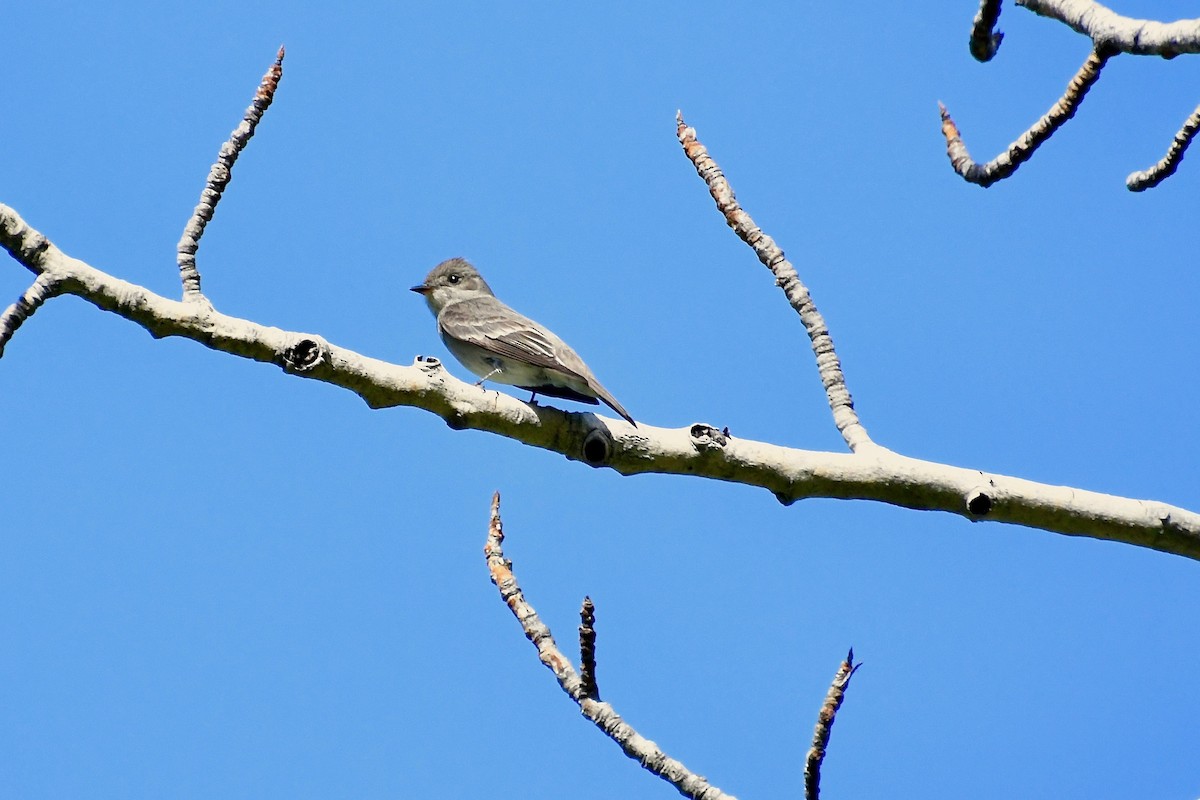 Blasskehl-Schnäppertyrann - ML164618871