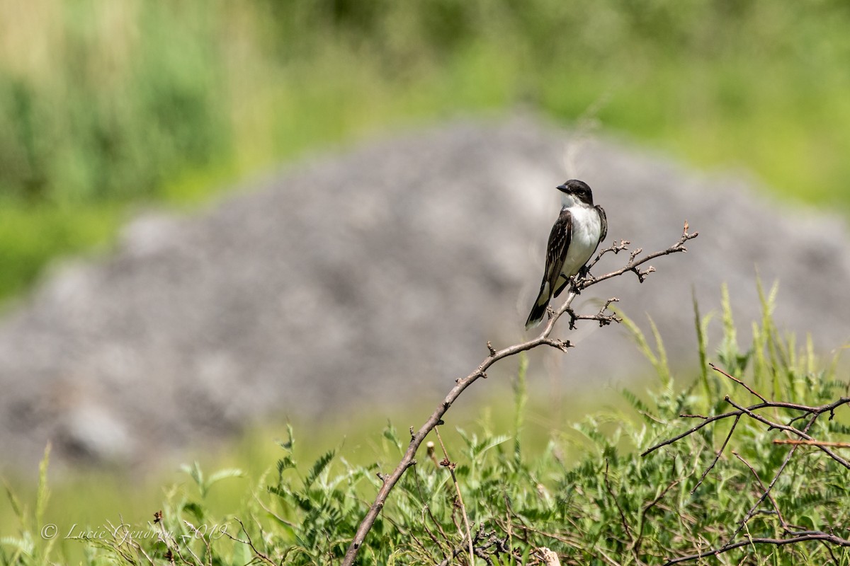 Eastern Kingbird - ML164619141