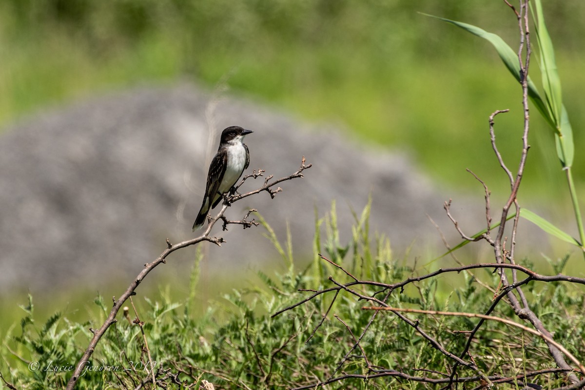 Eastern Kingbird - ML164619151