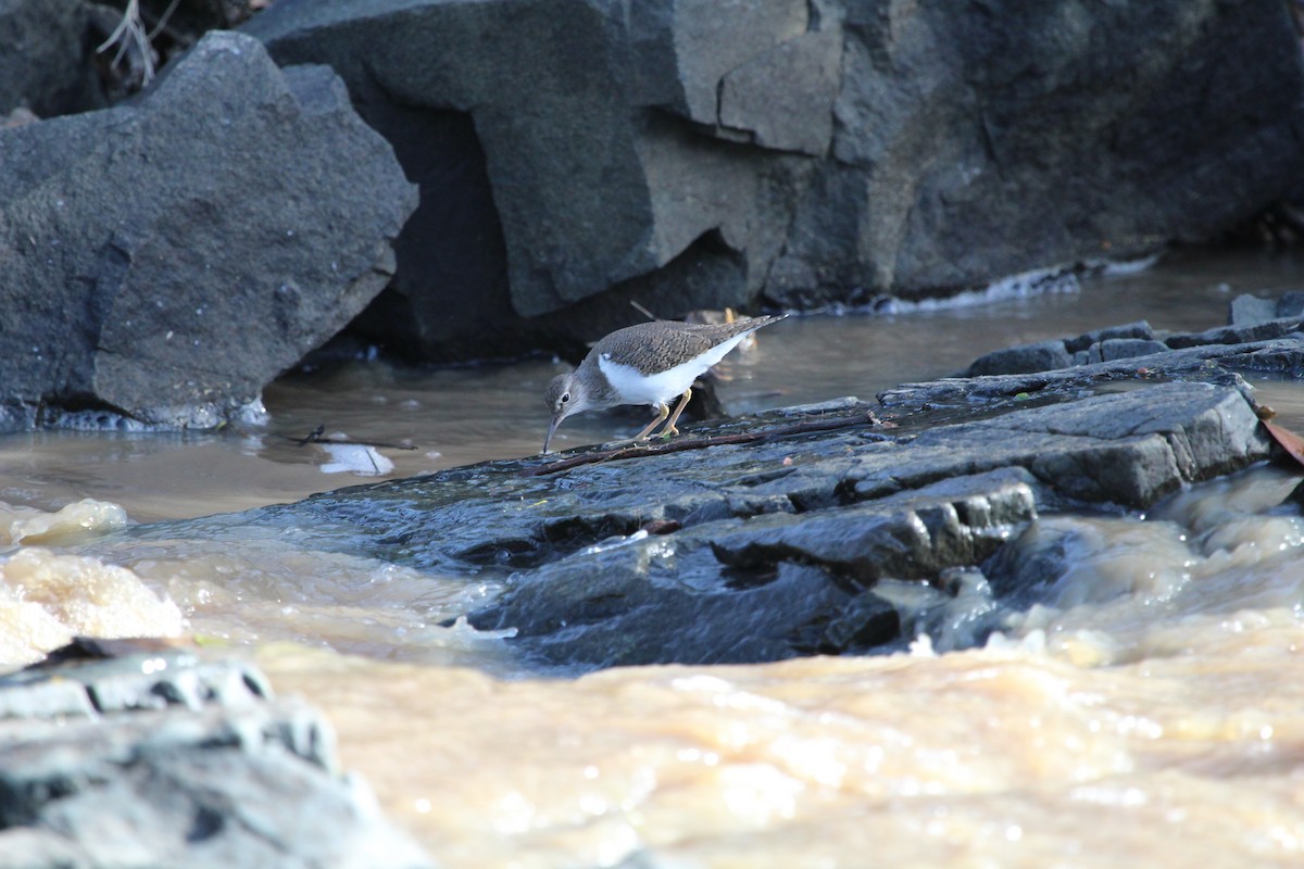 Common Sandpiper - ML164619261