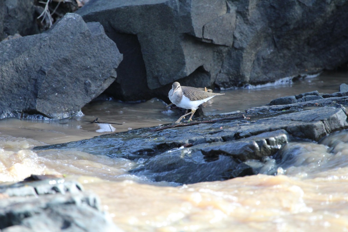 Common Sandpiper - ML164619271