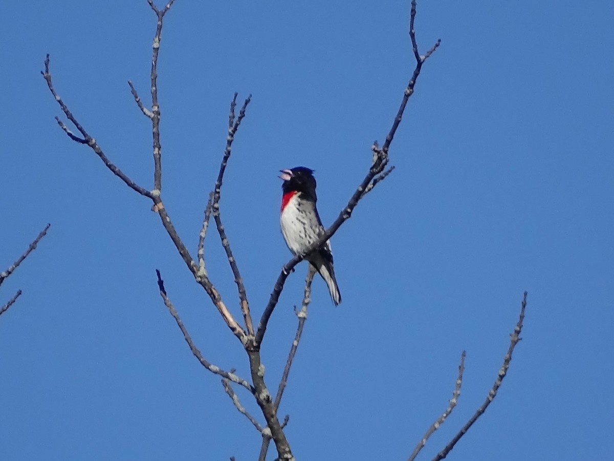 Cardinal à poitrine rose - ML164620331