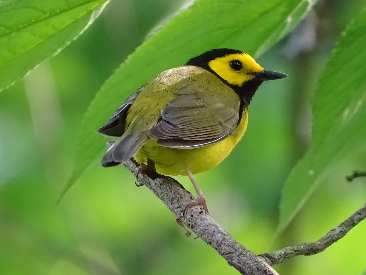 Hooded Warbler - ML164621051