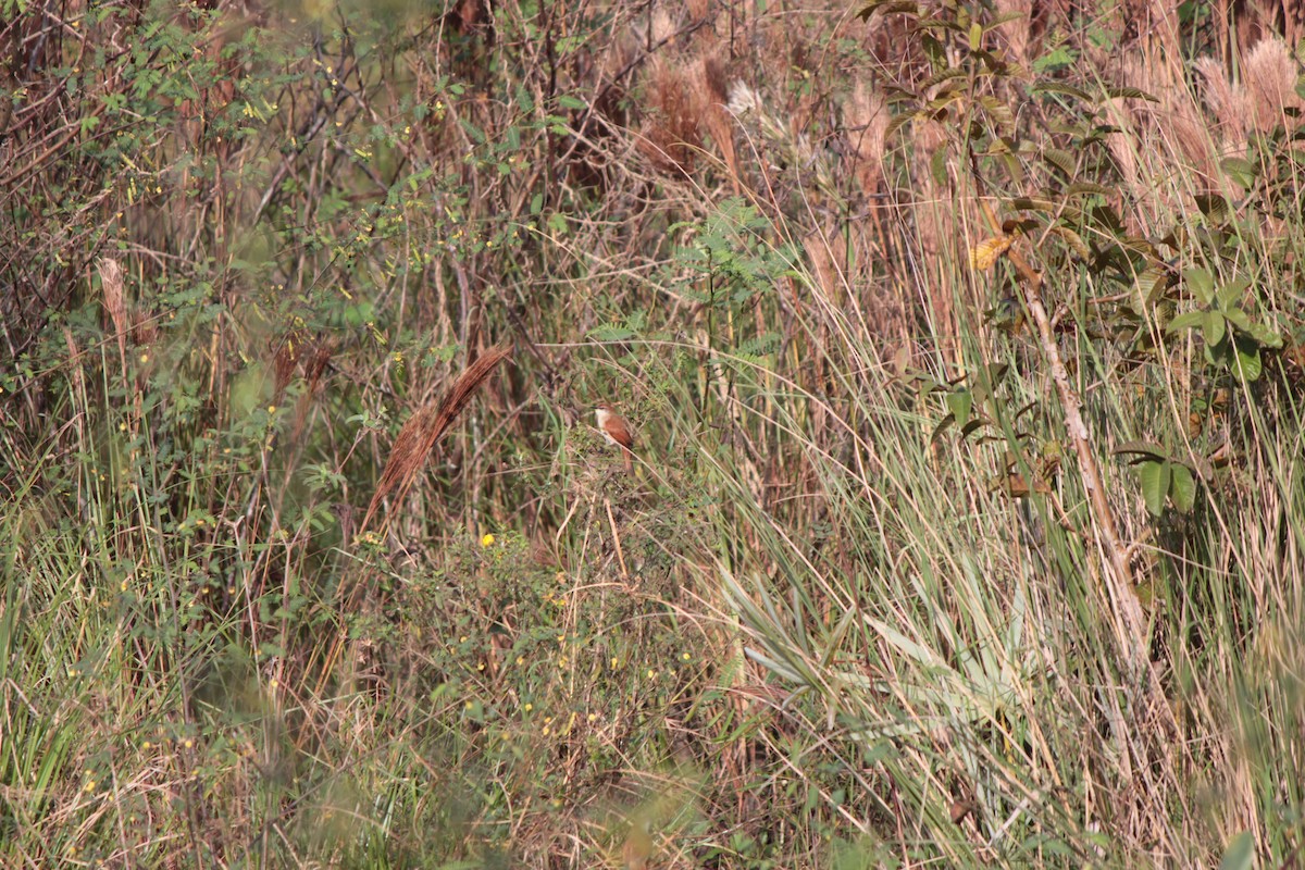 Yellow-chinned Spinetail - ML164622161