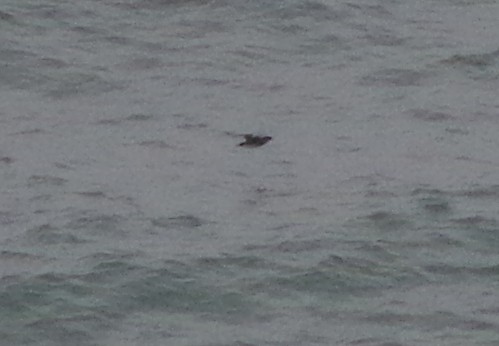 Cassin's Auklet - ML164622511