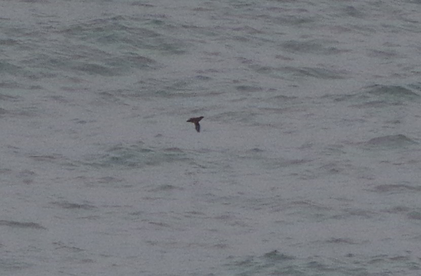 Cassin's Auklet - ML164622521