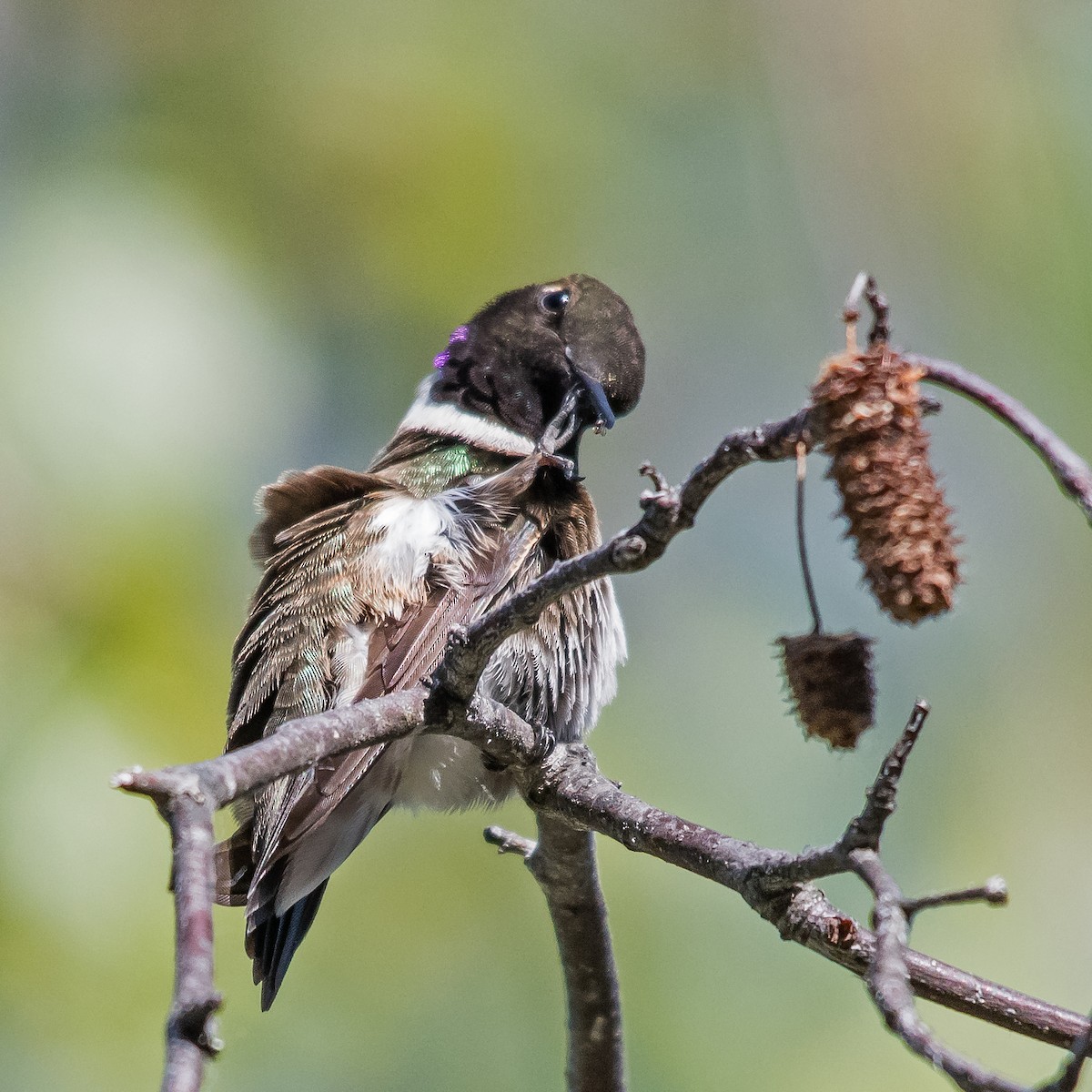Black-chinned Hummingbird - Nick Balachanoff