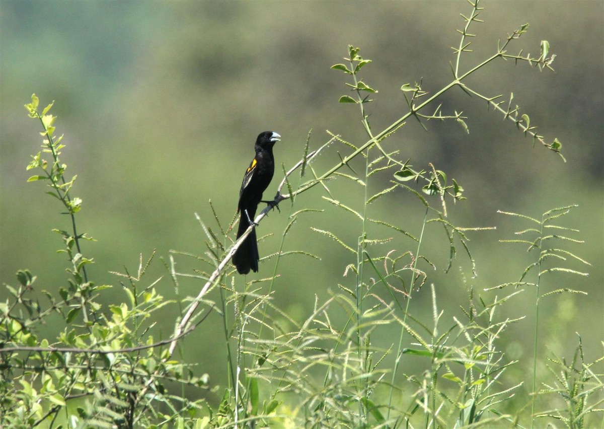 White-winged Widowbird - H. Resit Akçakaya