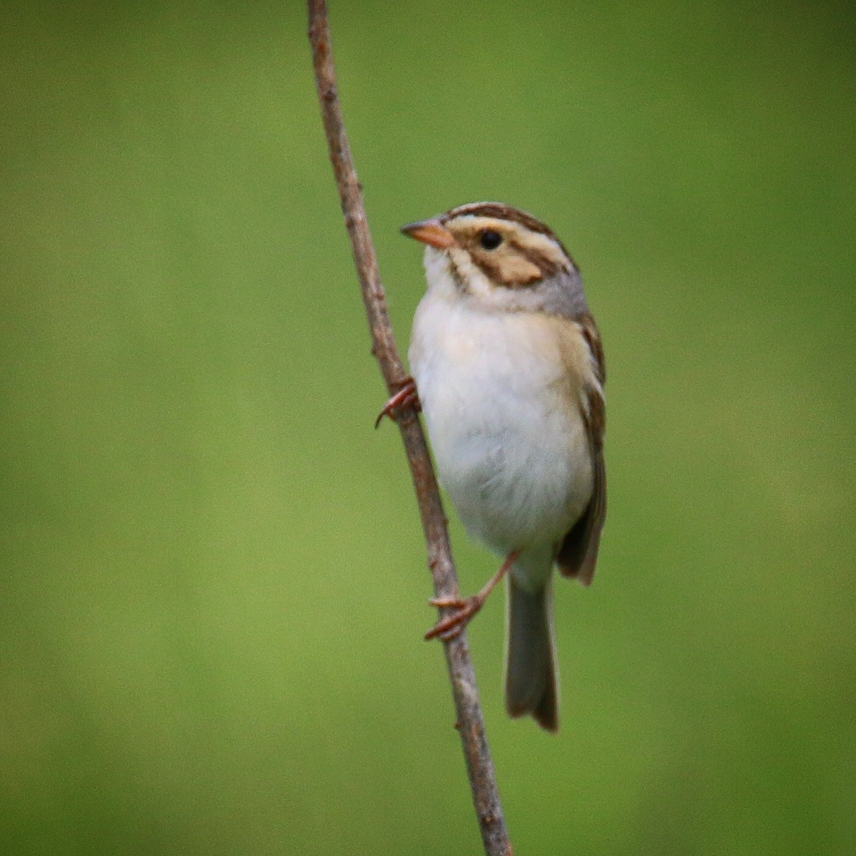 Clay-colored Sparrow - ML164624241