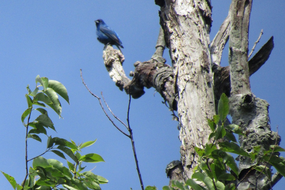 Indigo Bunting - ML164624421