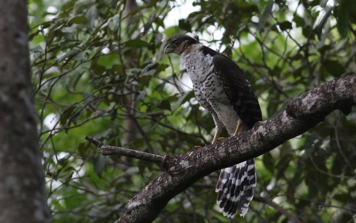 Collared Forest-Falcon - ML164625911