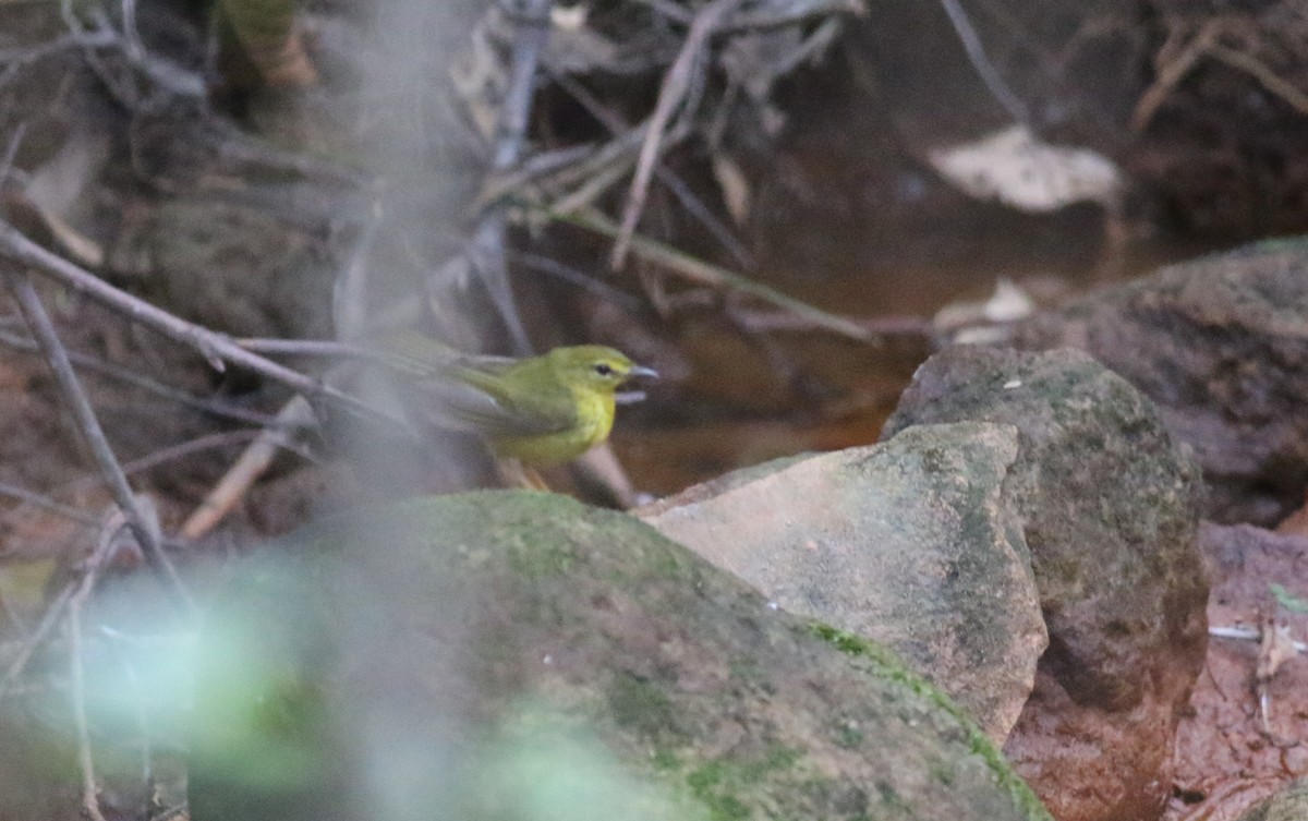 Flavescent Warbler - ML164625921