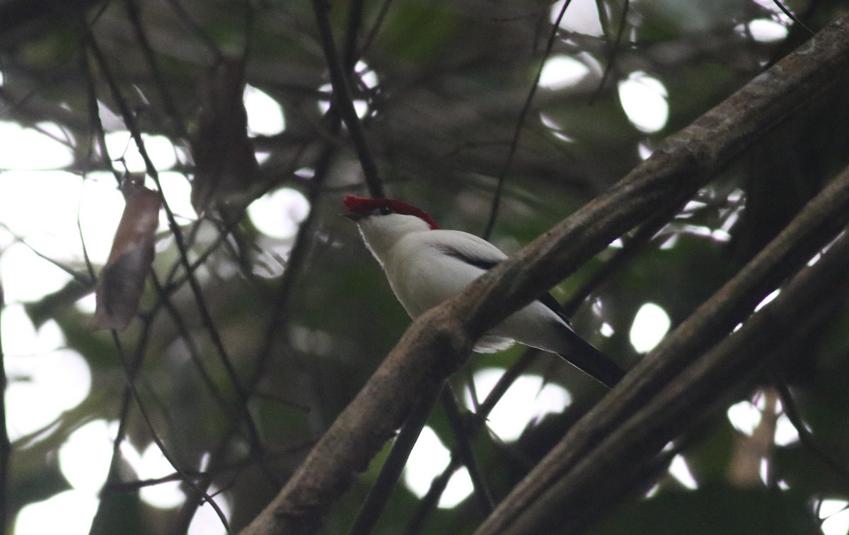 Araripe Manakin - ML164626011