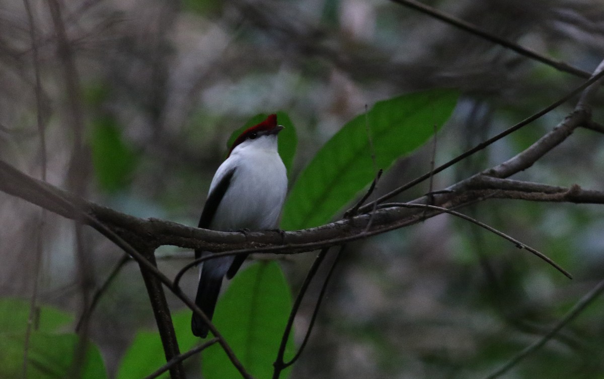 Araripe Manakin - ML164626081