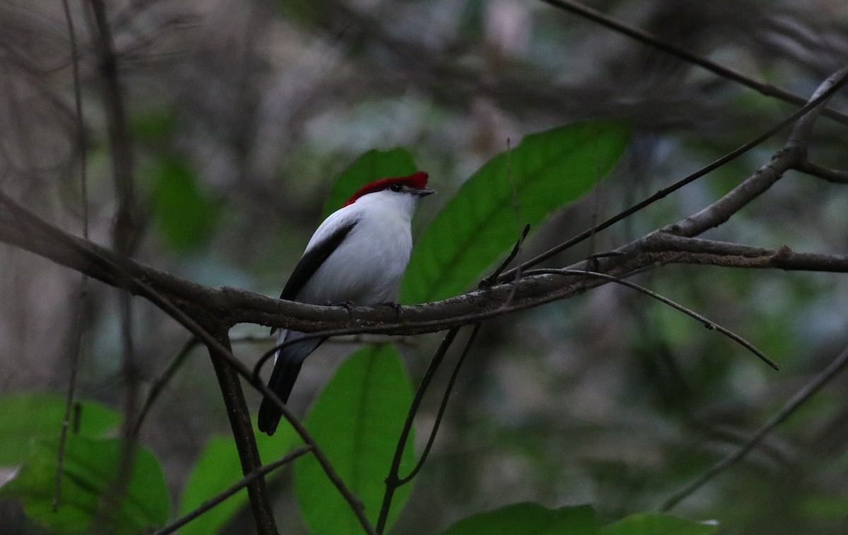 Araripe Manakin - ML164626141