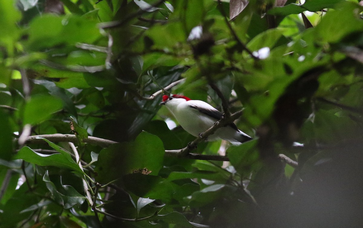 Araripe Manakin - ML164626211