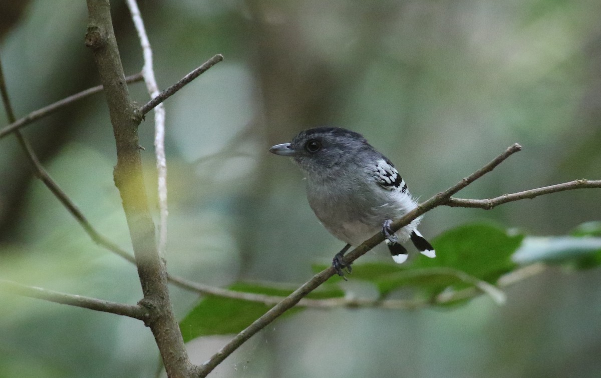 Planalto Slaty-Antshrike - ML164626251