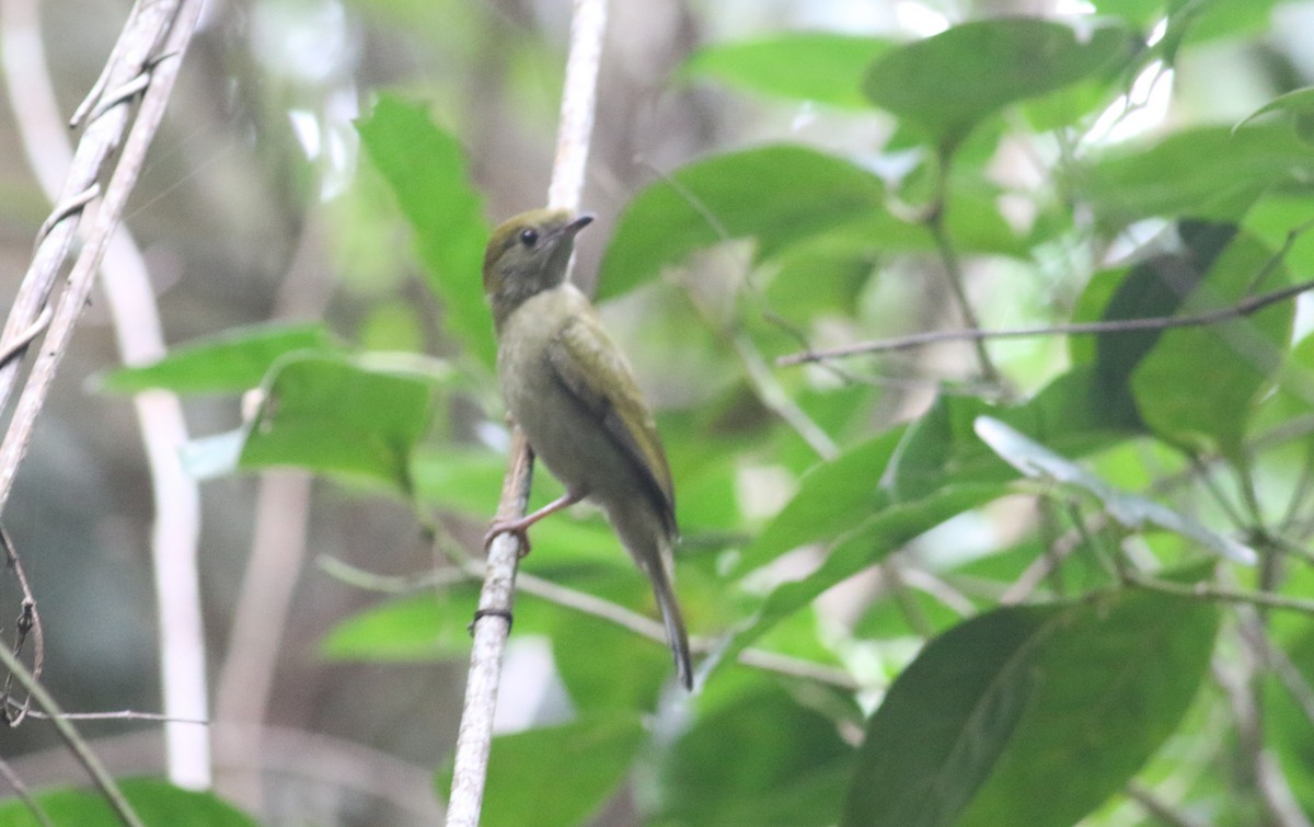 Araripe Manakin - ML164626281