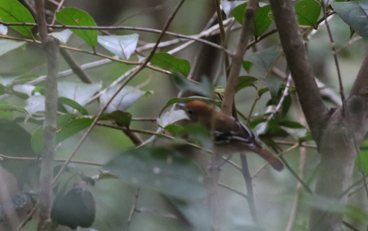 Planalto Slaty-Antshrike - ML164626291