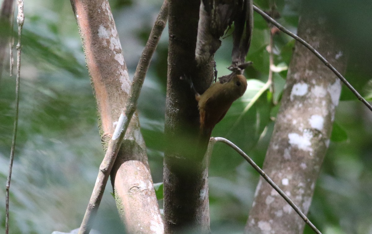 Olivaceous Woodcreeper (Reiser's) - ML164626301