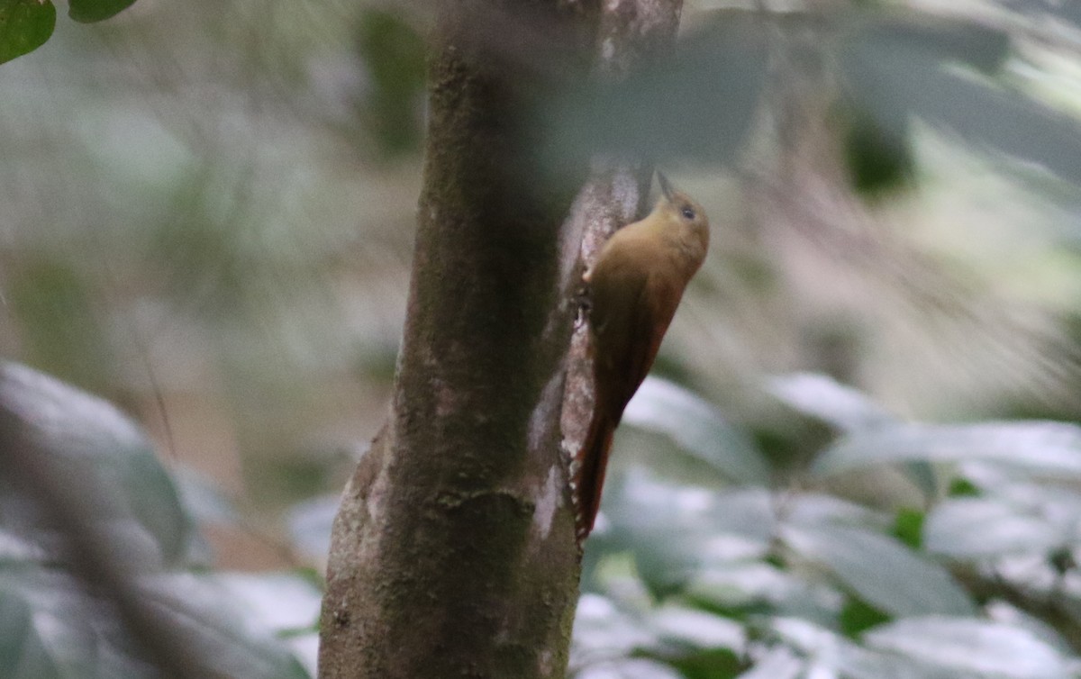 Olivaceous Woodcreeper (Reiser's) - ML164626311