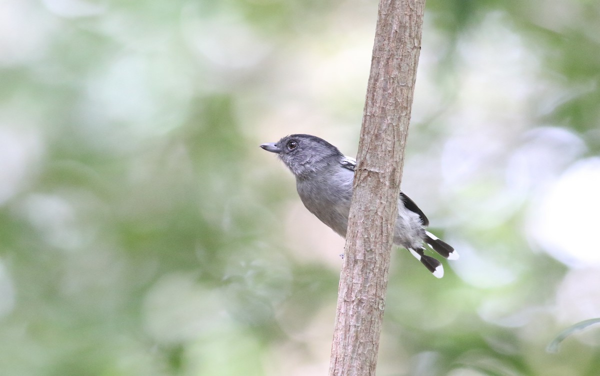 Planalto Slaty-Antshrike - ML164626361