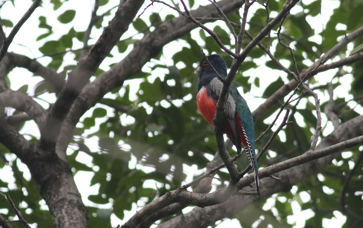 Blue-crowned Trogon - ML164626421