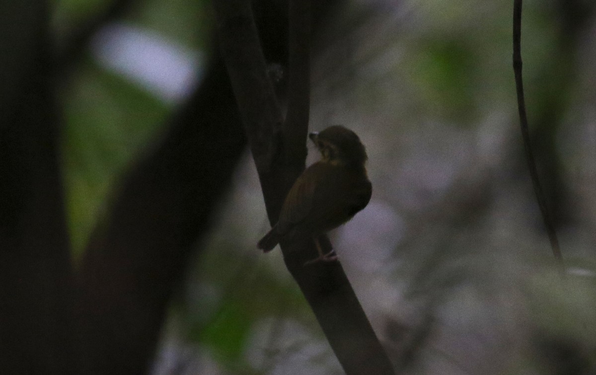 White-throated Spadebill (Eastern) - ML164626501