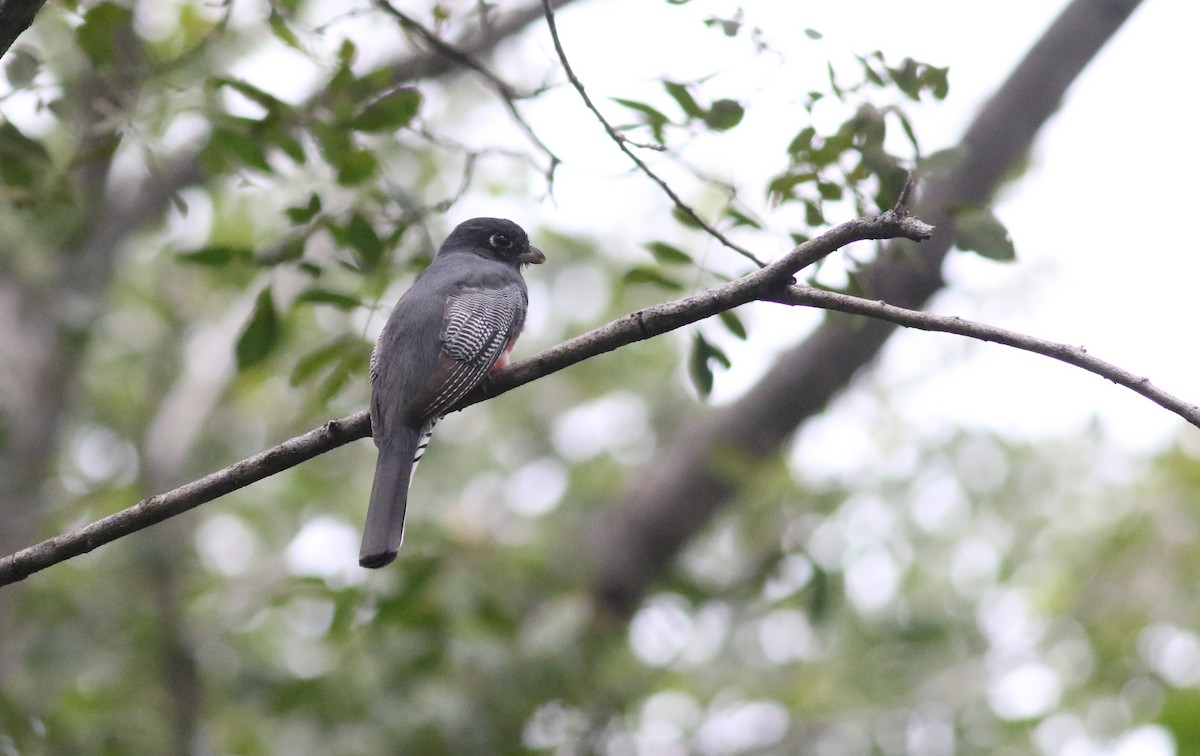 Blue-crowned Trogon - ML164626541