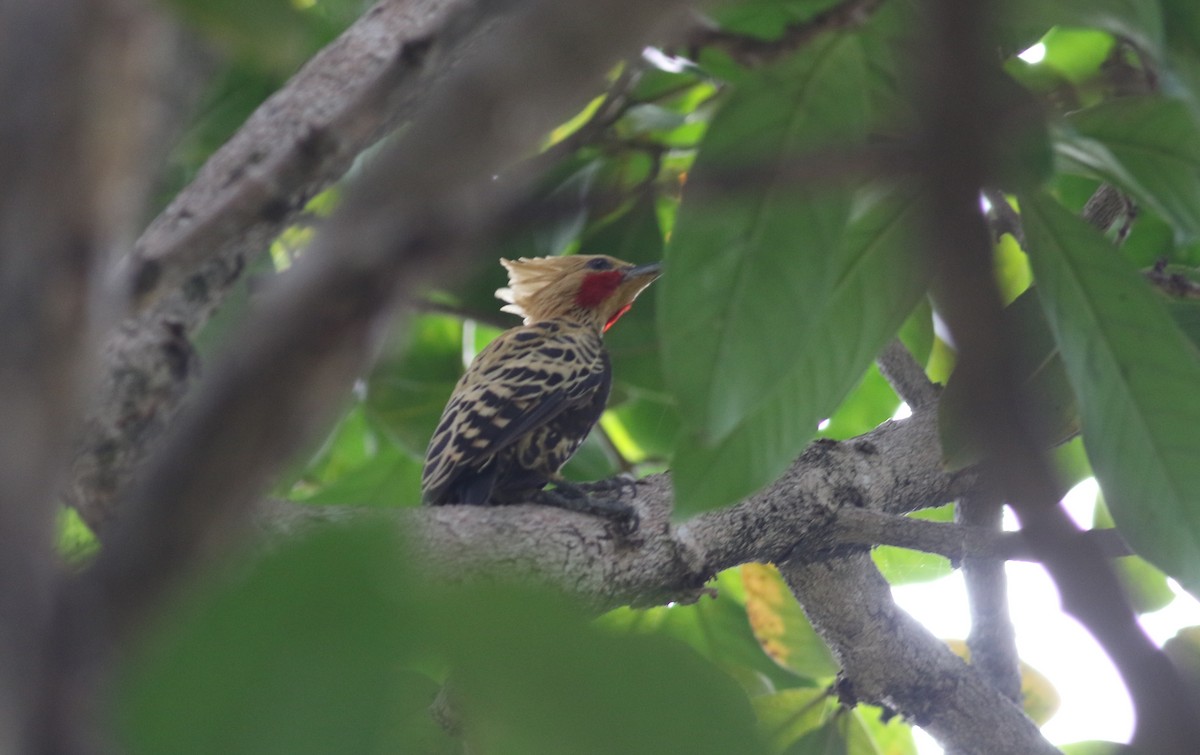 Ochre-backed Woodpecker - ML164626591
