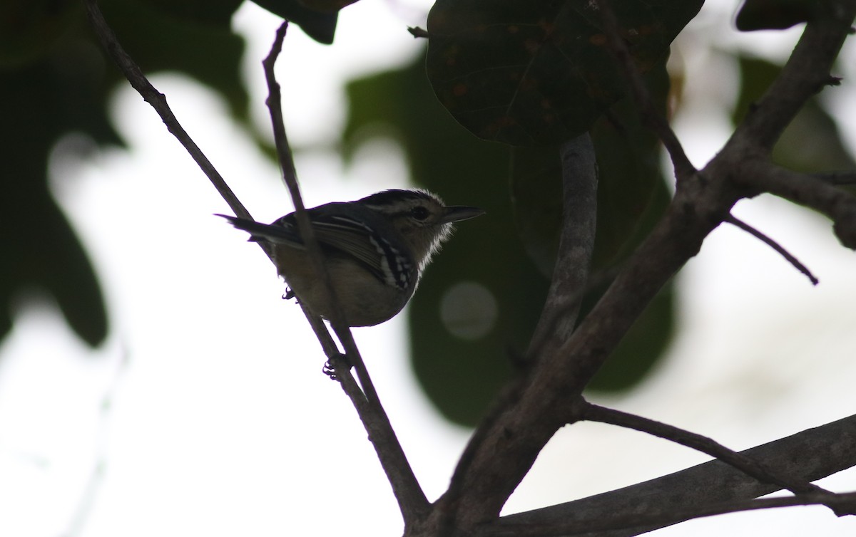 Black-capped Antwren - ML164627601