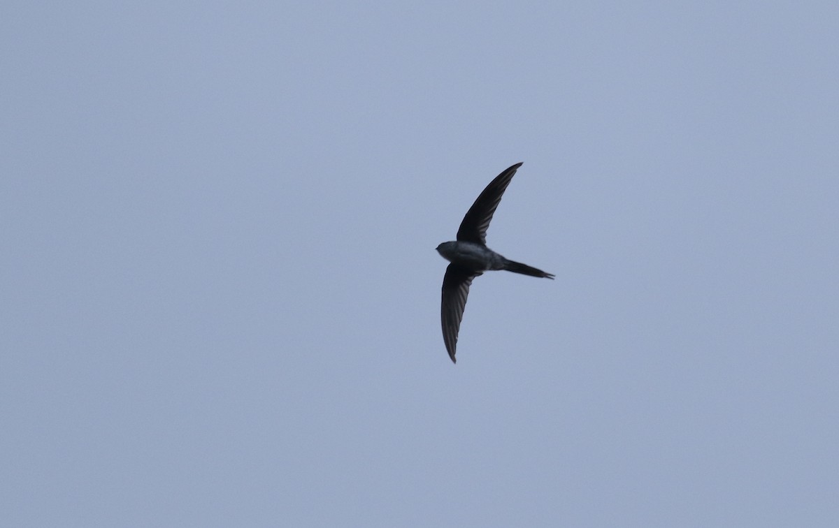 Fork-tailed Palm Swift - ML164627611