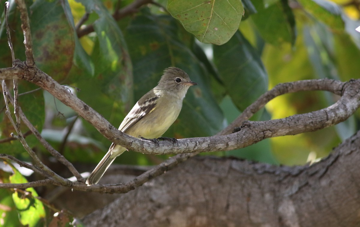 Yellow-bellied Elaenia - ML164627661