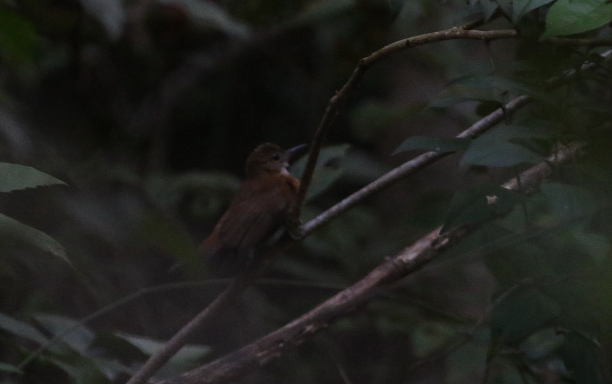 Sclérure à poitrine rousse (cearensis) - ML164627691