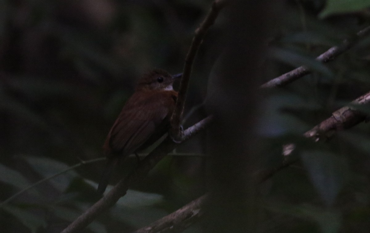 Rufous-breasted Leaftosser (Ceara) - Anton Liebermann