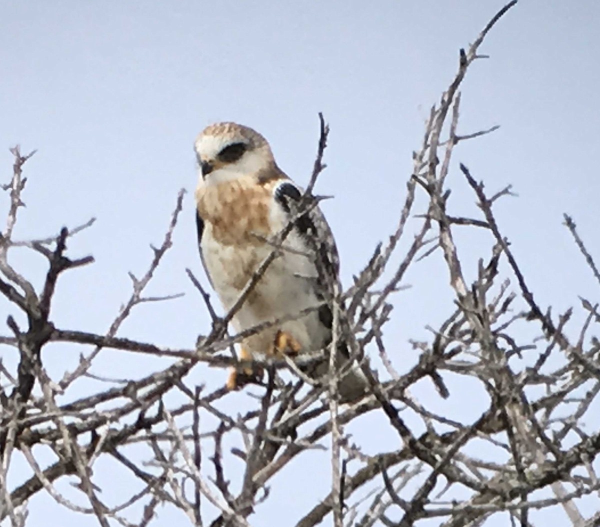 White-tailed Kite - ML164628021