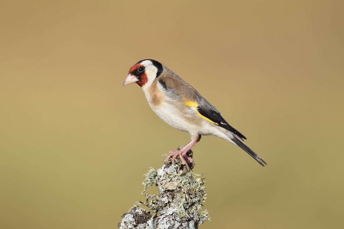 European Goldfinch - ML164628571