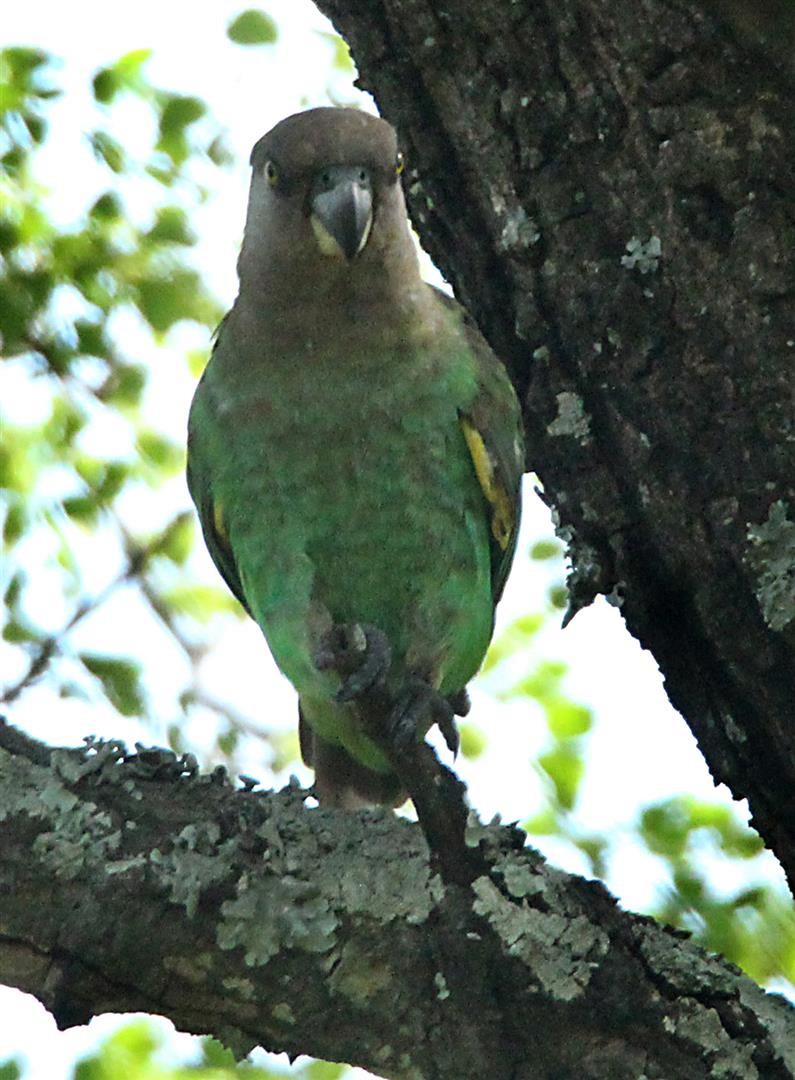 Brown-headed Parrot - ML164629701