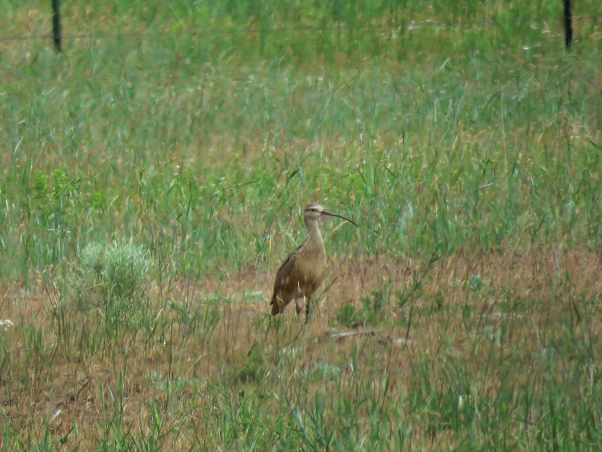 Rostbrachvogel - ML164629771