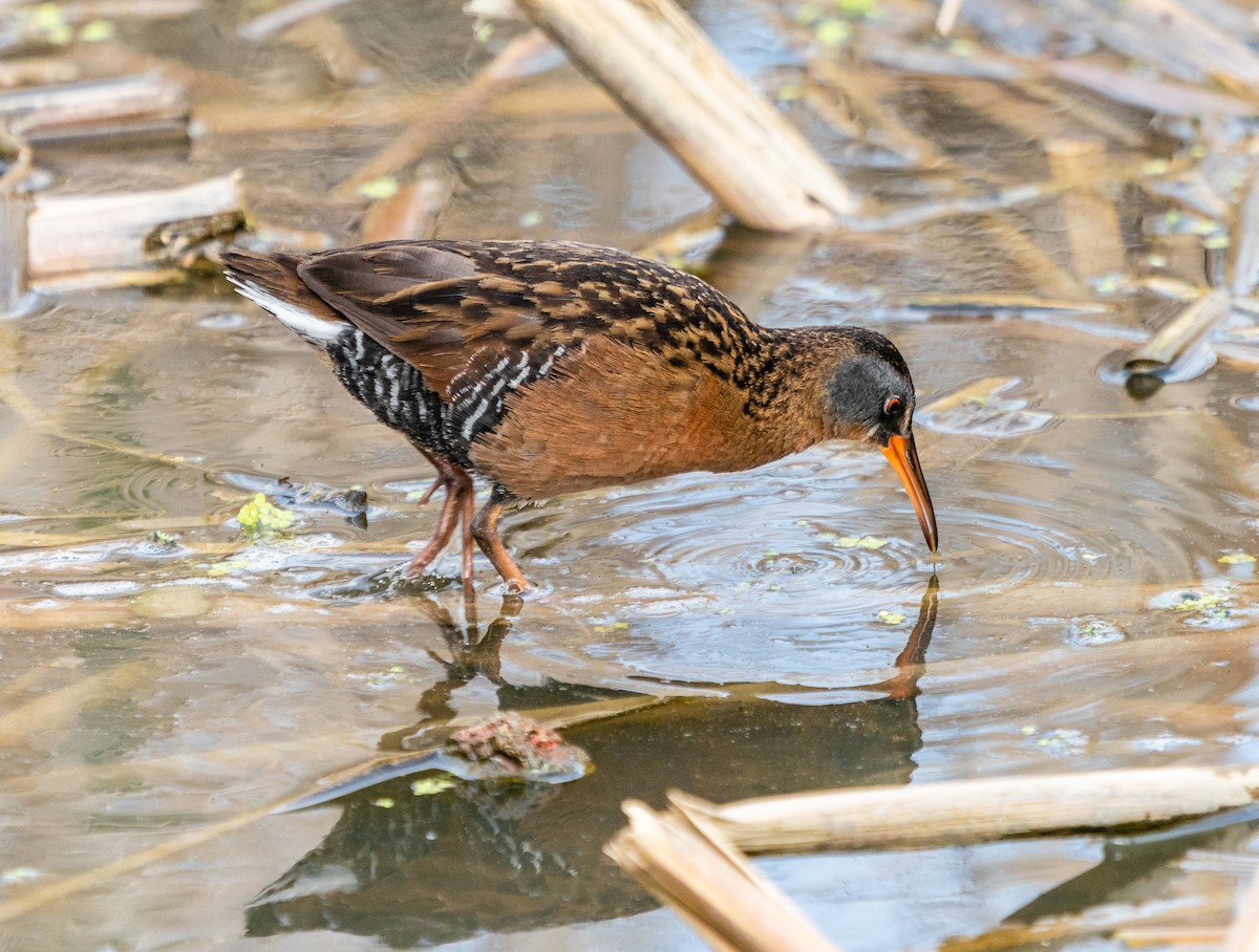 Virginia Rail - Kim&Ali Knapp