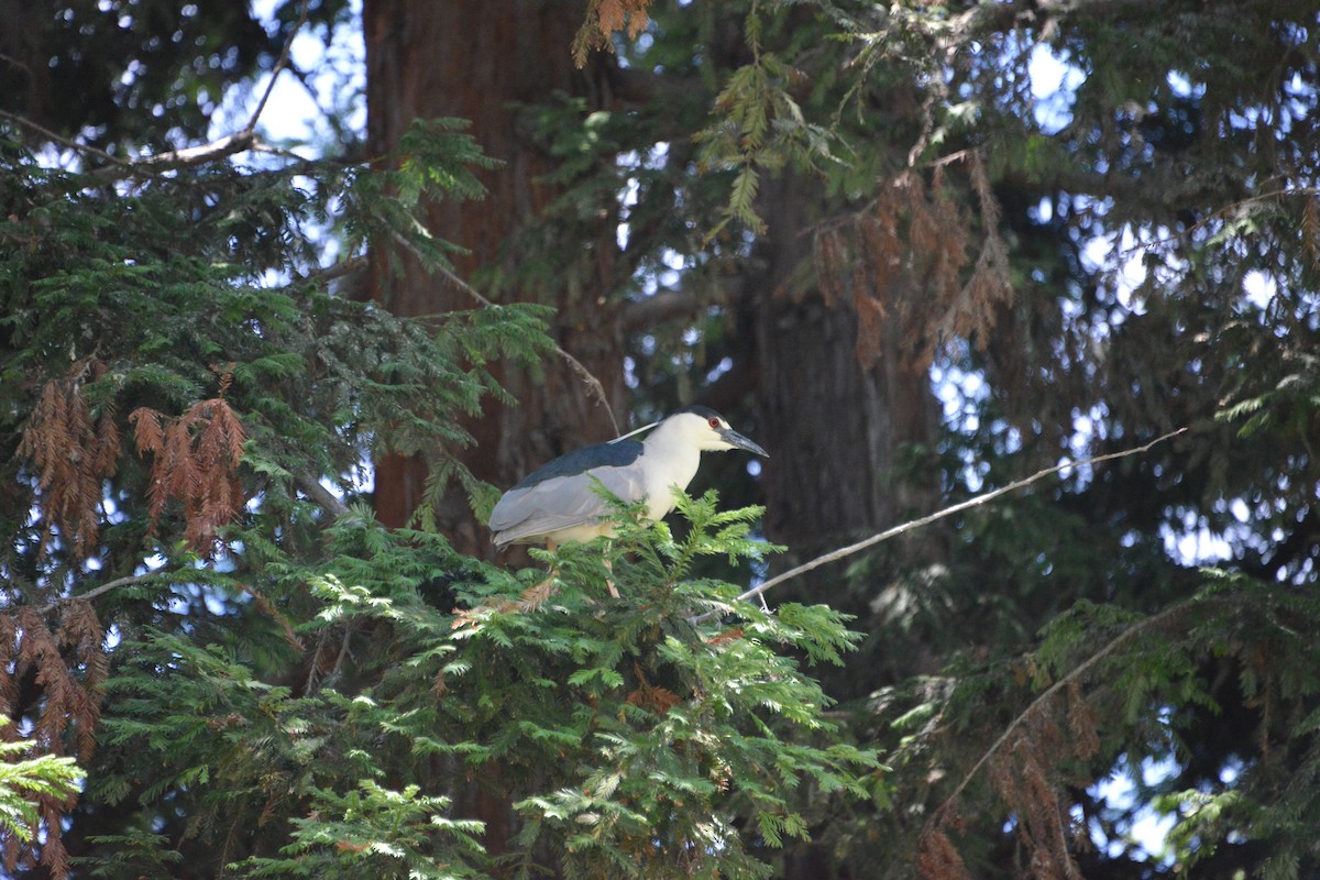 Black-crowned Night Heron - Alex Tey