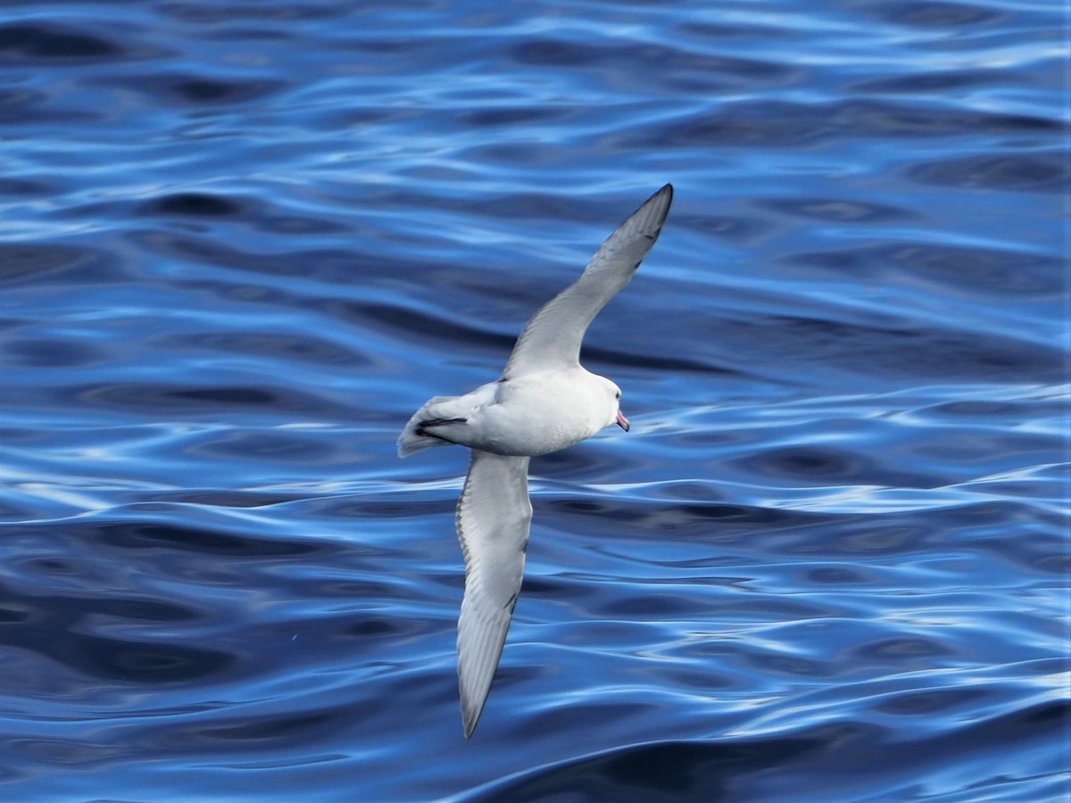 Fulmar argenté - ML164633721