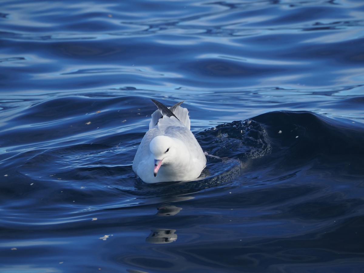 Fulmar argenté - ML164634091