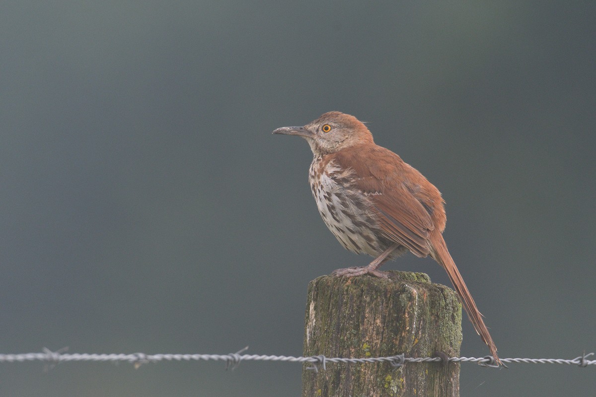 Brown Thrasher - ML164635061