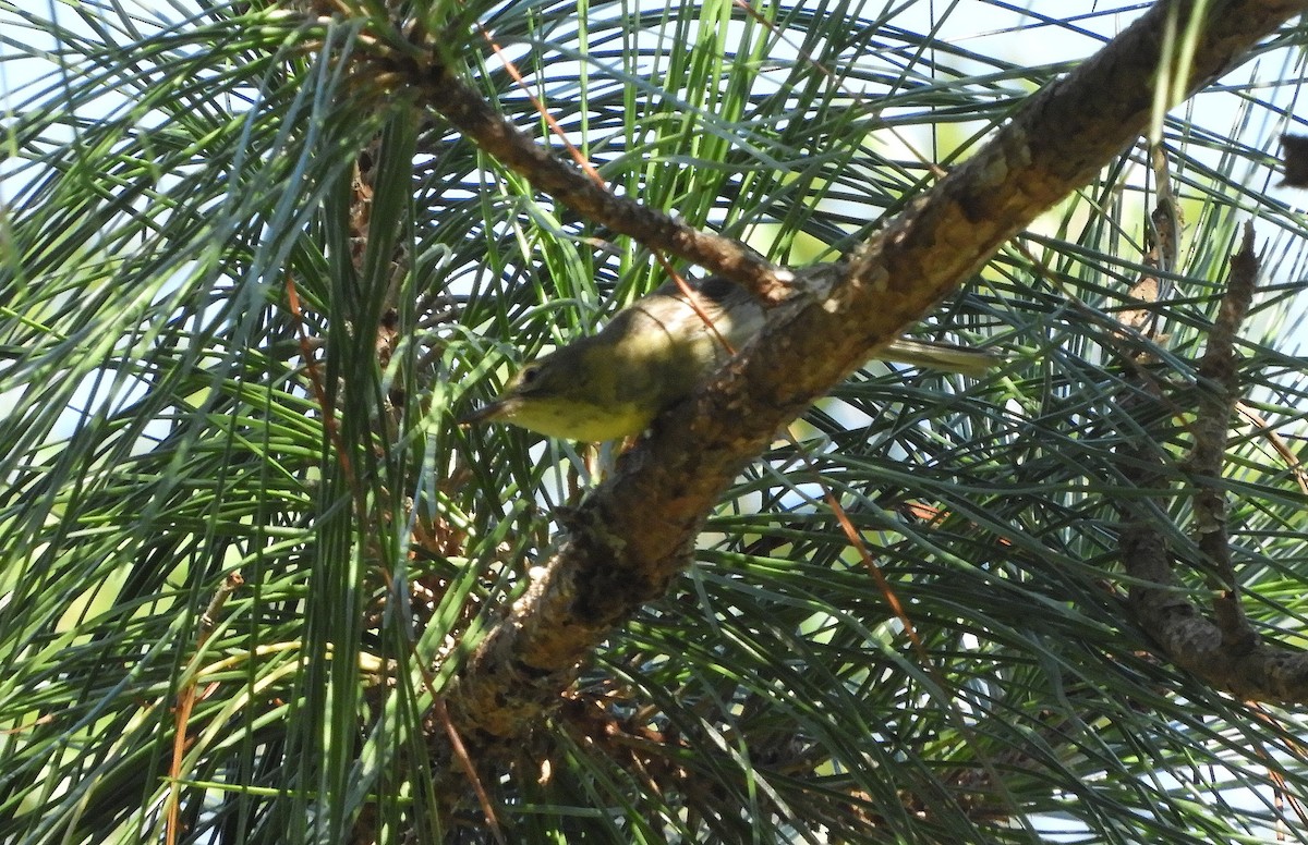 Pine Warbler - Shane Carroll