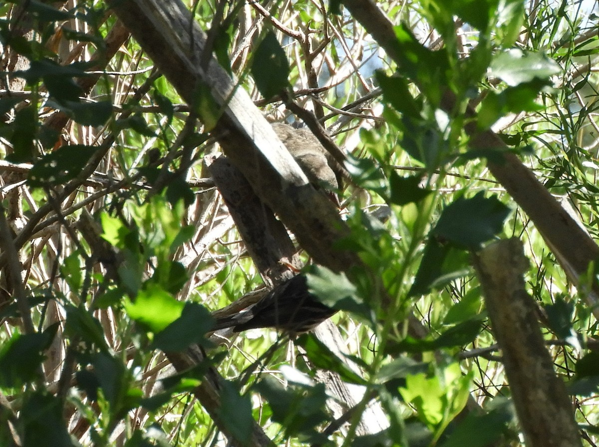 Brown-headed Cowbird - Shane Carroll